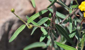 Cottsia gracilis, Slender Janusia, Southwest Desert Flora